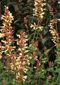 Agastache 'Summer Glow'